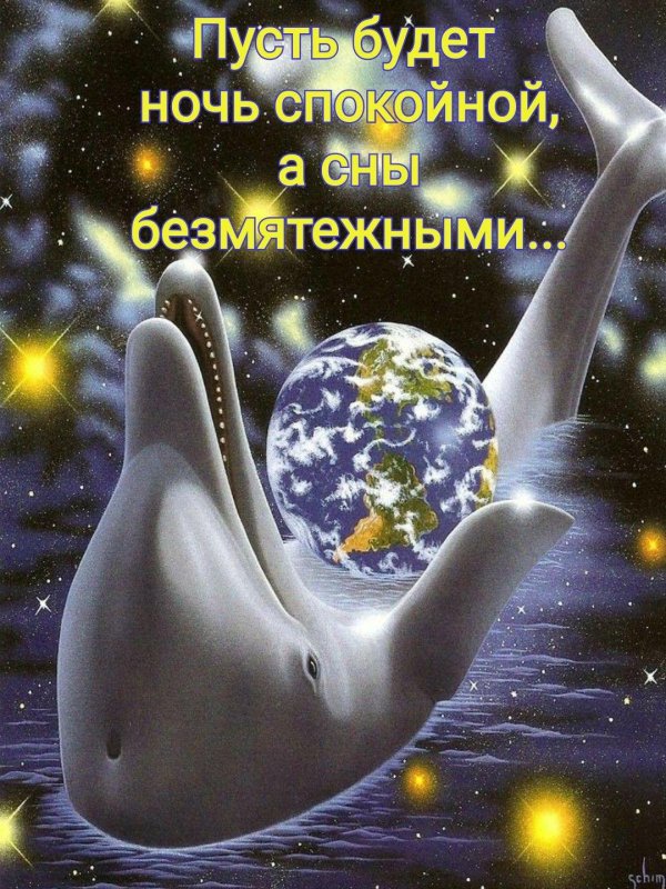 дельфины ночью