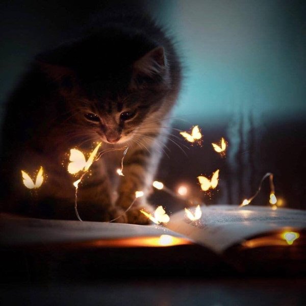 котик со свечкой