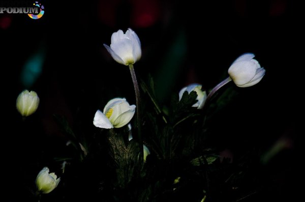 цветок ночи