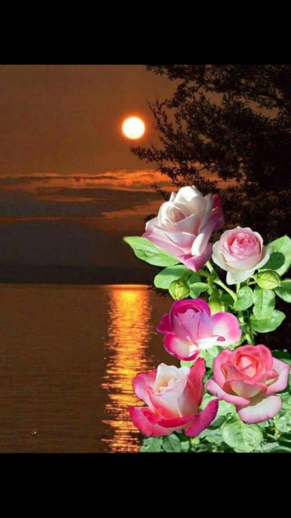 красивый вечерний цветок