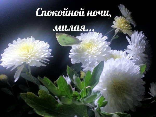 хризантема белая махровая