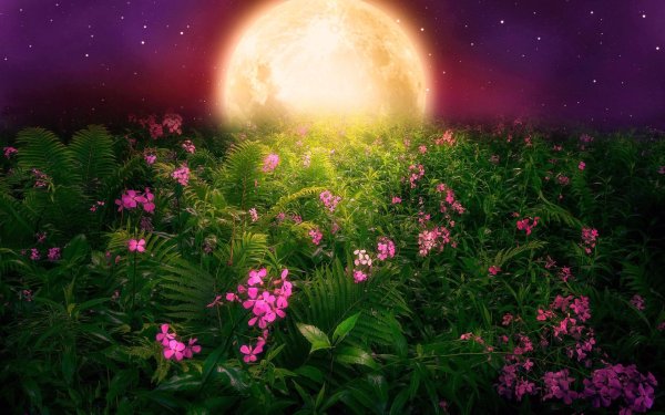 цветочный луг под звездным небом