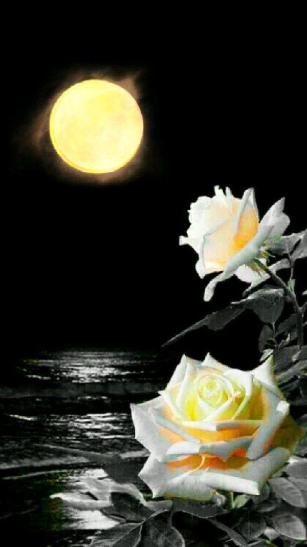 роза в ночи