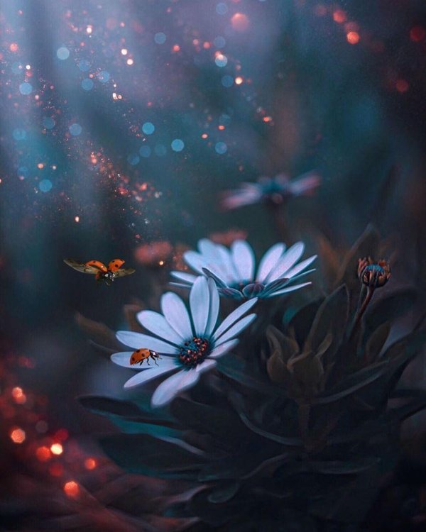 красивая цветок