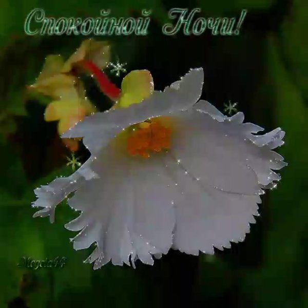 добрая ночь