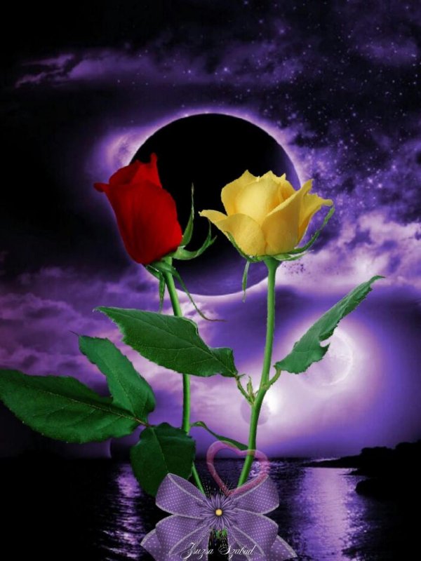 розы под луной