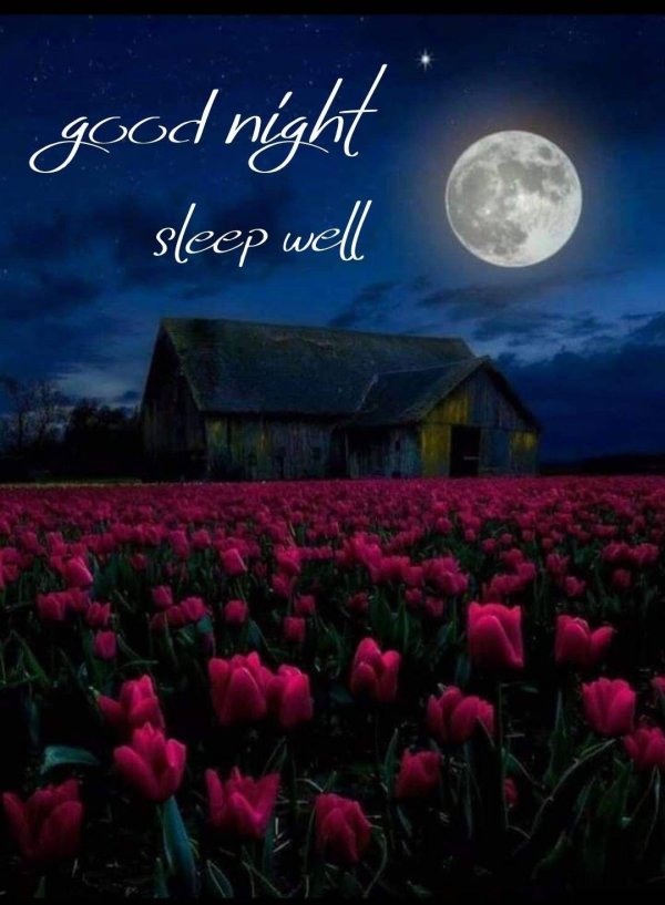 ночное поле цветов