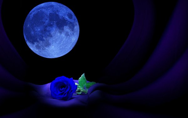 луноцвет лунная лиана