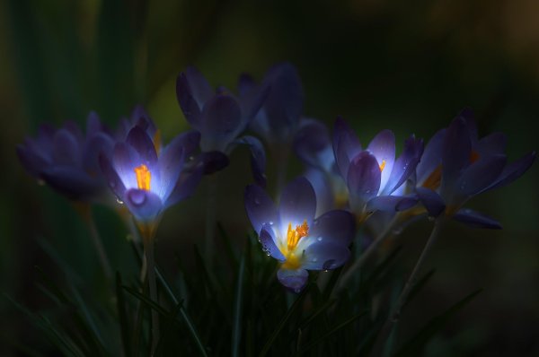 crocus tommasinianus