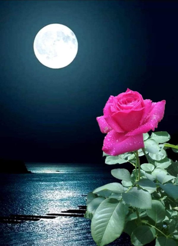 ночная роза