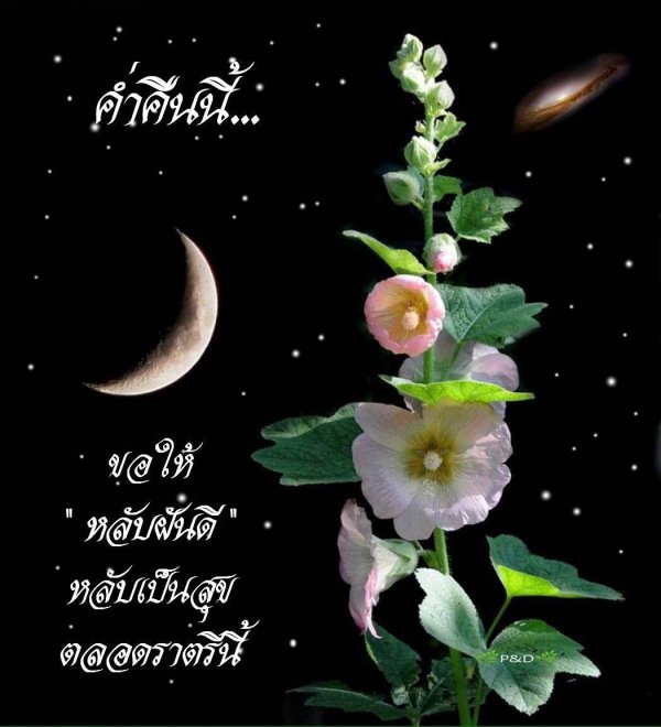 мальва цветок