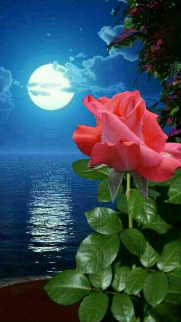 розы на фоне моря