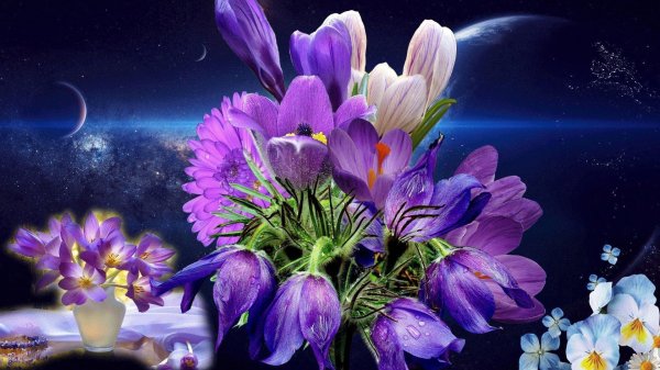 цветок ночи