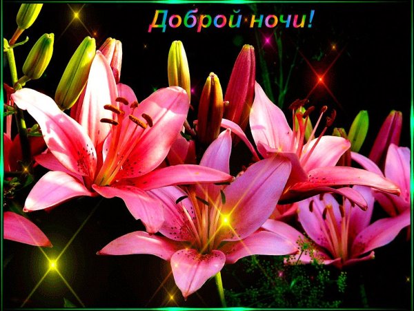 добрый вечер красивые лилиями