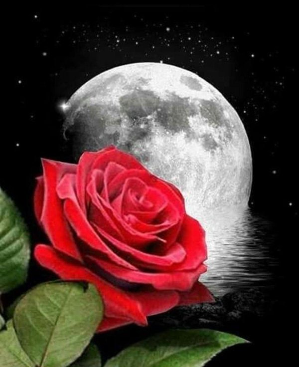 розы под луной