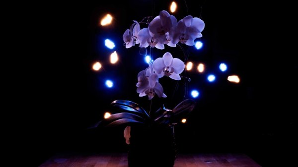 светодиодный светильник орхидеи