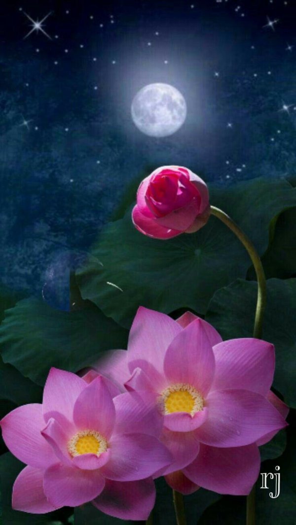 кувшинки лотоса геншин