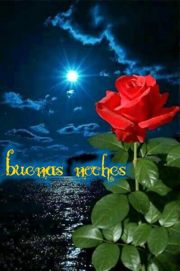 роза в лунном свете