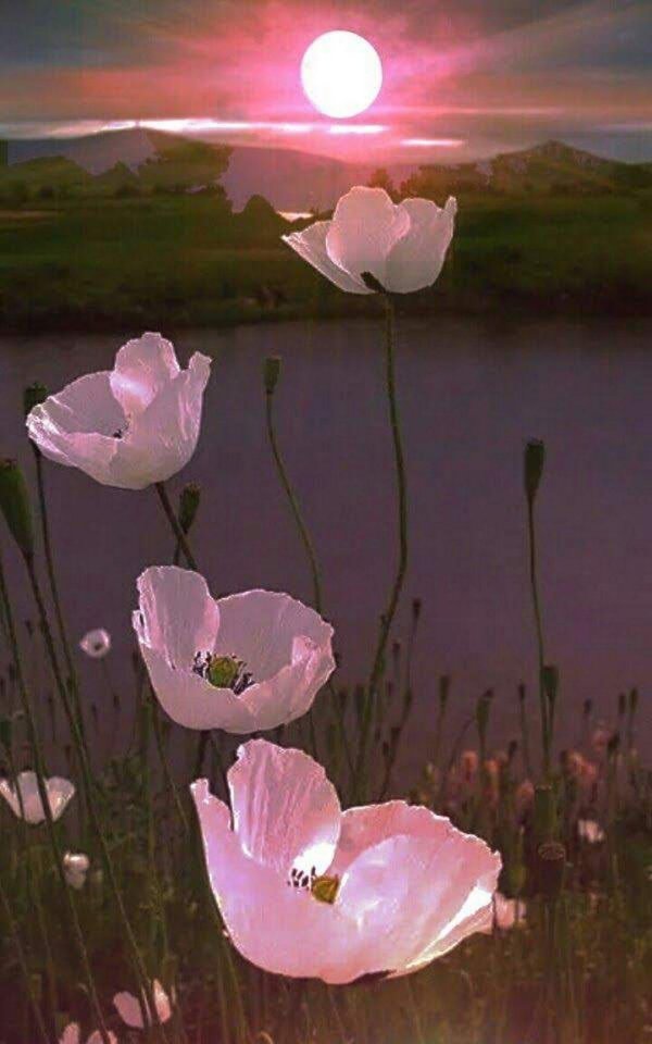 мак полевой белый