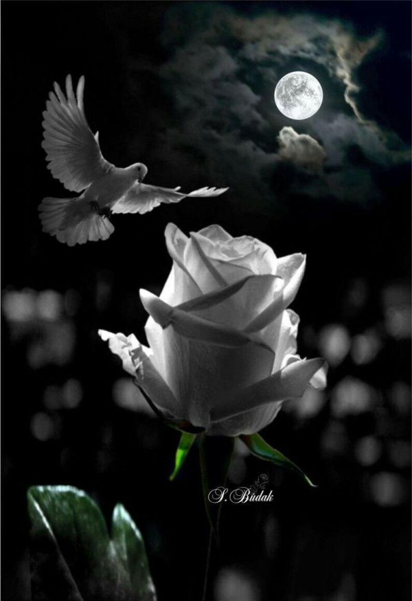 черно белая роза