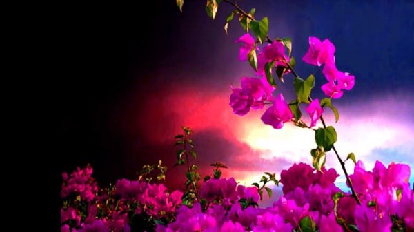 бугенвиллия roosevelt delight