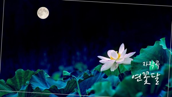 цветки лотоса