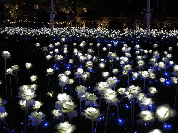 ночь цветов