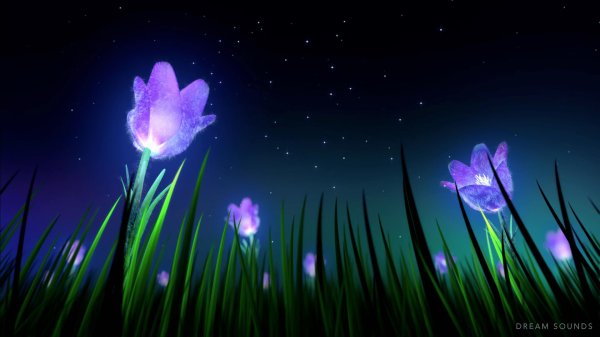 ночной цветок луноцвет