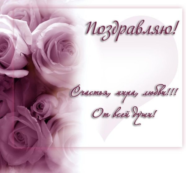 роза розовая