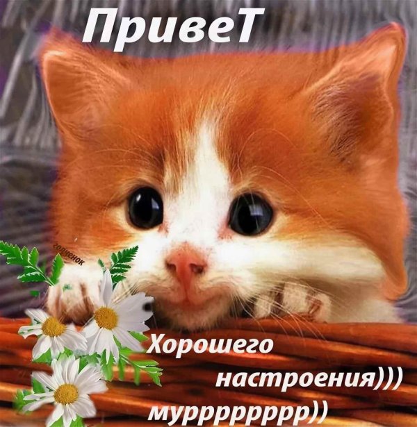 милая котик