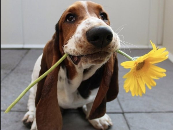 собака бассет хаунд