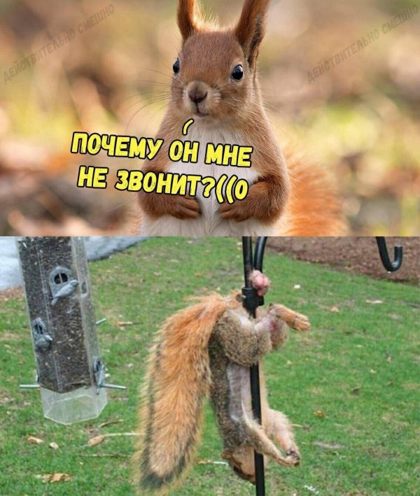 белка белка