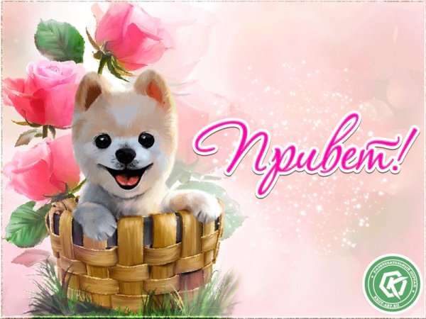 доброе утро с собачками