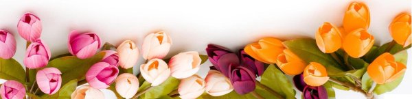 фон с тюльпанами