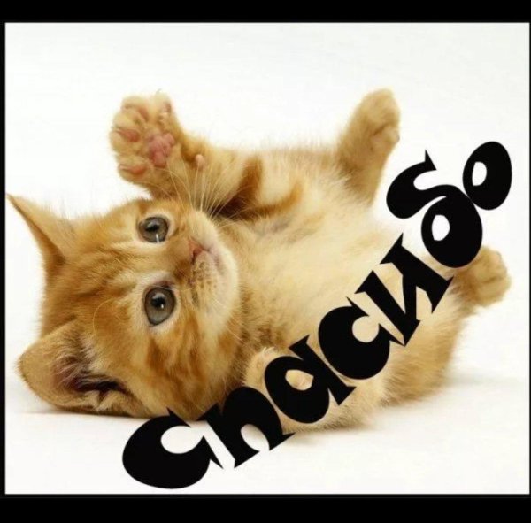 котики милые