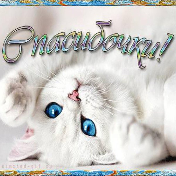 милый белый котенок