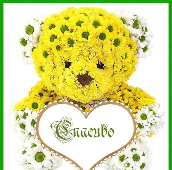 цветок медвежонок