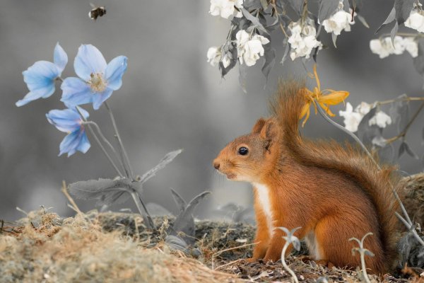 животные весной