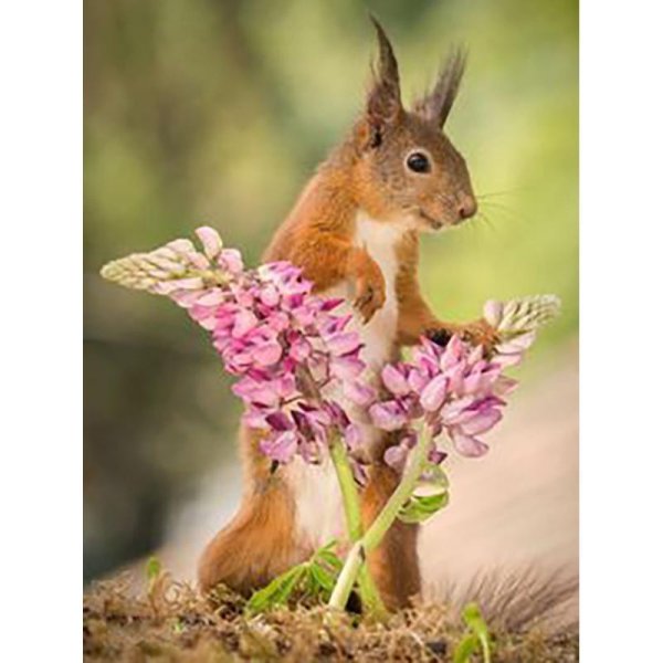 природа животные