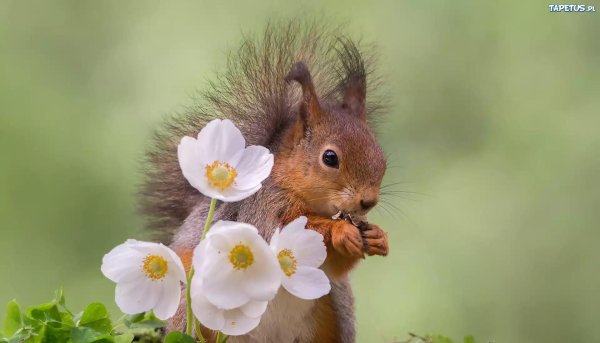 животные весна