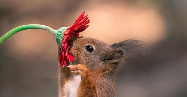 суслик нюхает цветок