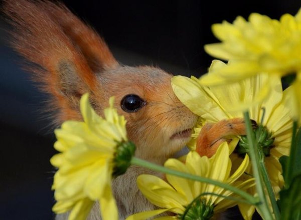 белочка с цветами