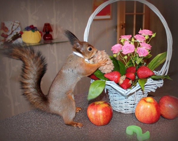 Белочка с цветами