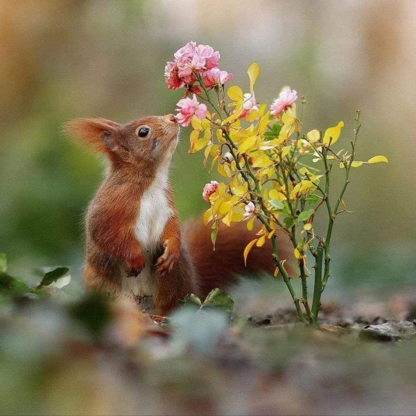 весенние животные