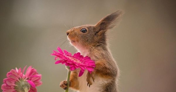 животные и цветы