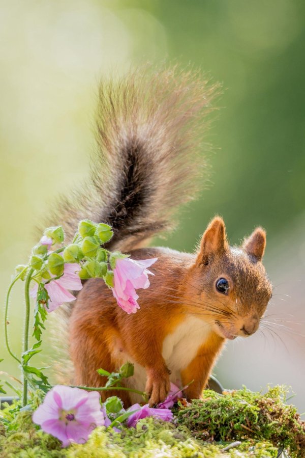белочка с цветами