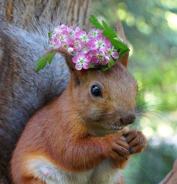 красивая белочка