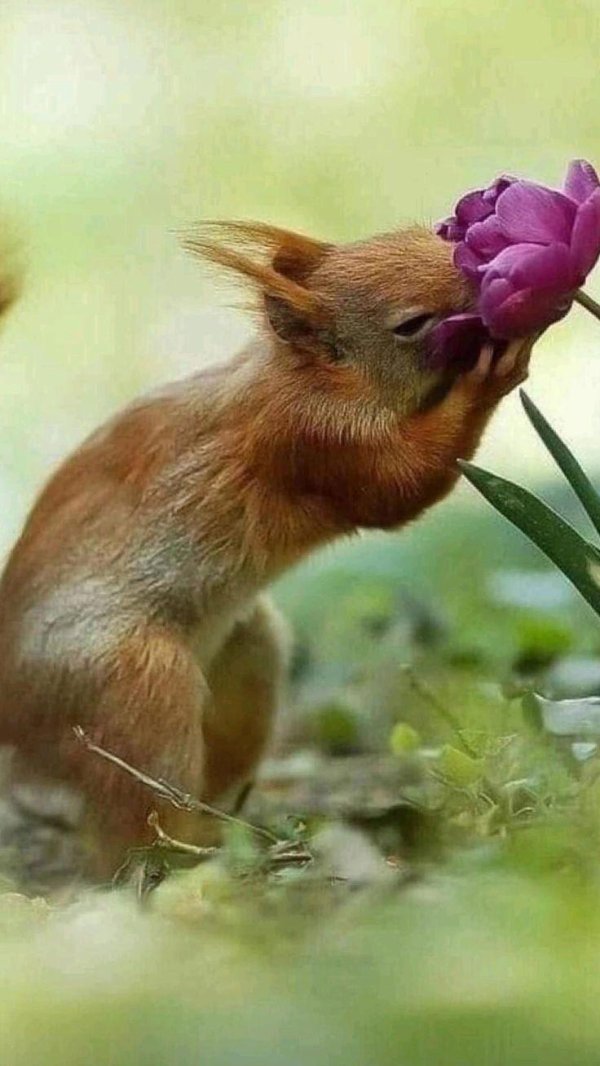 животные весной