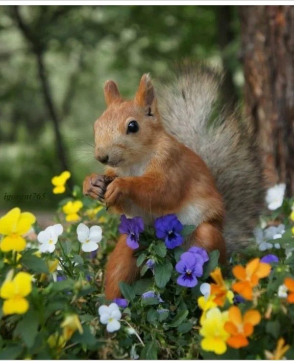 звери в лесу