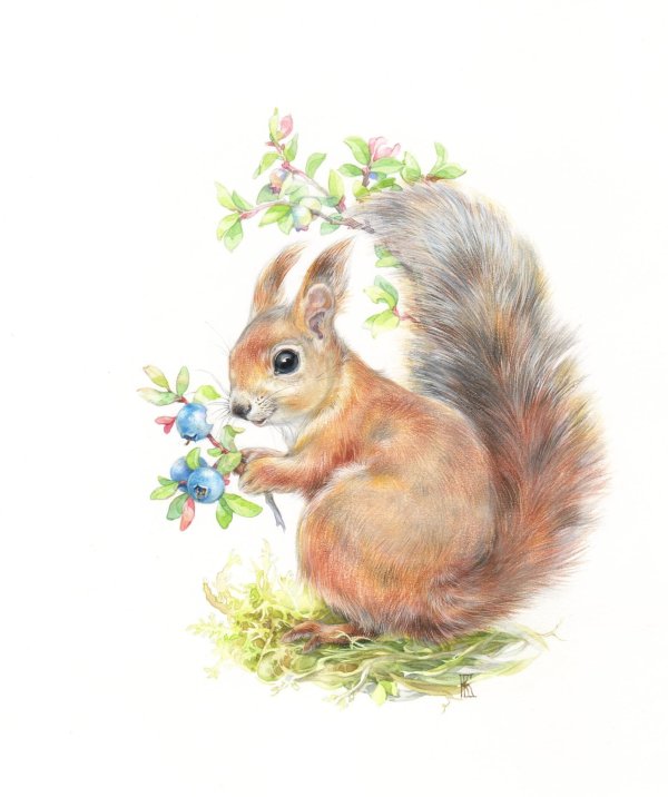 рисунки белочек